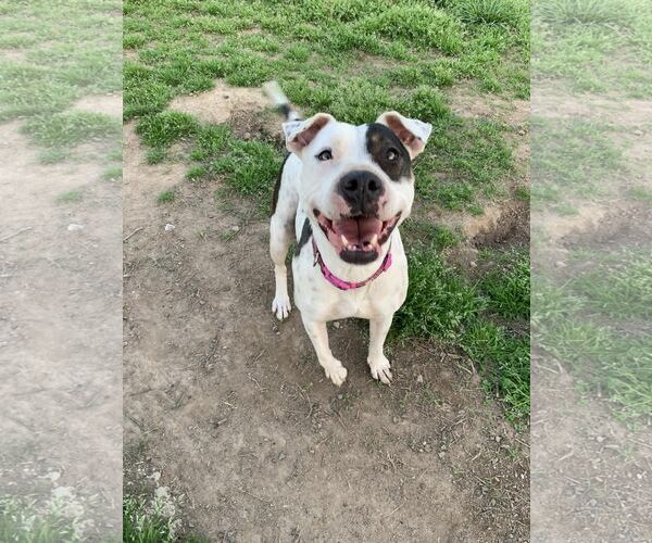 Medium Photo #6 Mutt Puppy For Sale in Woodbury, NY, USA