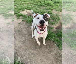 DELILAH(terrier) - Female Mutt Dog for Adoption - Photo #6