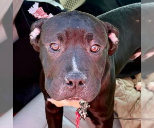Mutt Dogs for adoption in Canton, CT, USA