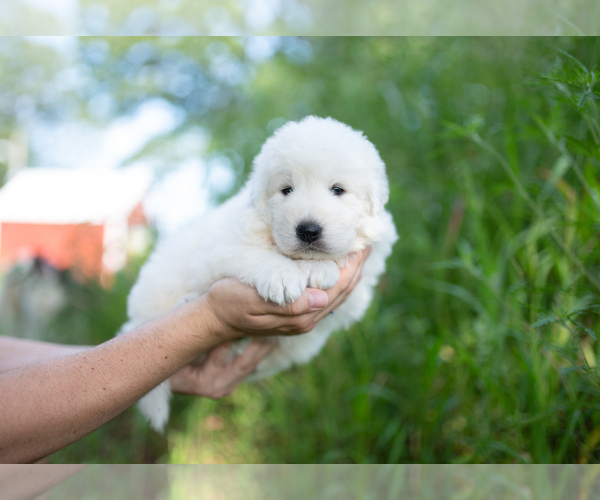 Medium Photo #11 Maremma Sheepdog Puppy For Sale in CONWAY, MO, USA