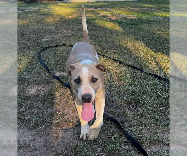 Medium Photo #2 Bulldog-Great Dane Mix Puppy For Sale in Tarrytown, GA, USA