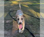 Small #1 Bulldog-Great Dane Mix