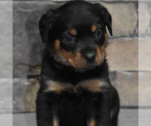 Rottweiler Puppy for sale in MOHRSVILLE, PA, USA