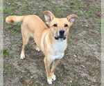 Small #1 Carolina Dog Mix