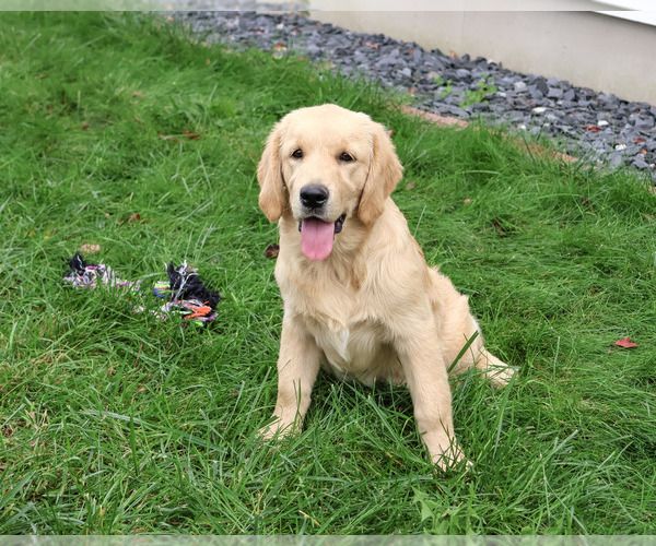 Medium Photo #6 Golden Retriever Puppy For Sale in SYRACUSE, IN, USA