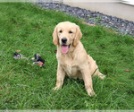 Giana - Female Golden Retriever Puppy for Sale - Photo #6