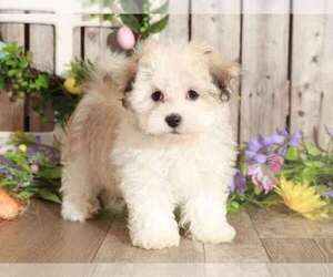 Havanese Puppy for sale in MOUNT VERNON, OH, USA