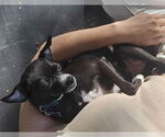 Small #2 Chihuahua Mix