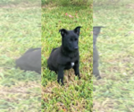Small Photo #1 Belgian Malinois Puppy For Sale in PALMHURST, TX, USA
