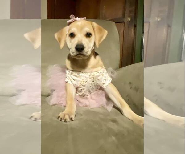 Medium Photo #7 Retriever -Unknown Mix Puppy For Sale in Holly Springs, NC, USA