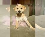 Small #22 Retriever  Mix