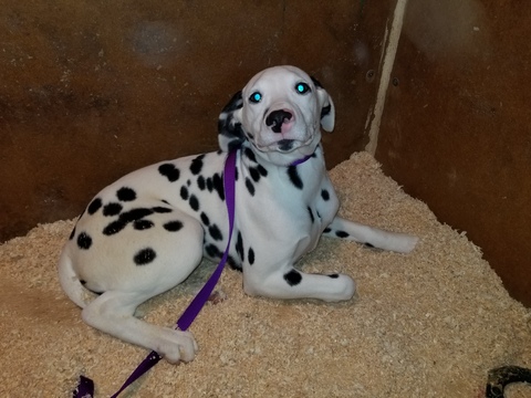 Medium Photo #8 Dalmatian Puppy For Sale in DUVALL, WA, USA