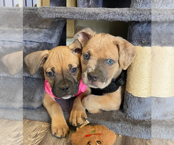 Medium Photo #12 Boxer-Unknown Mix Puppy For Sale in Holly Springs, NC, USA