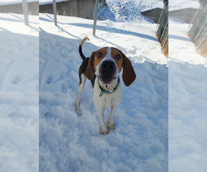 Mallard - Male Treeing Walker Coonhound Dog for Adoption - Photo #3