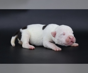 American Bully Puppy for sale in CHAMPAIGN, IL, USA