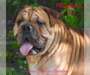 Father of the Victorian Bulldogge puppies born on 09/14/2021