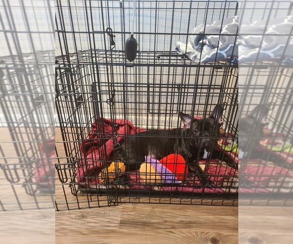 Medium Photo #13 French Bulldog Puppy For Sale in ETIWANDA, CA, USA