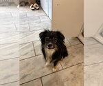 Small #1 Australian Shepherd Mix