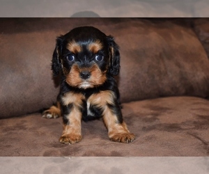 Cavalier King Charles Spaniel Puppy for sale in PLEASANTON, KS, USA