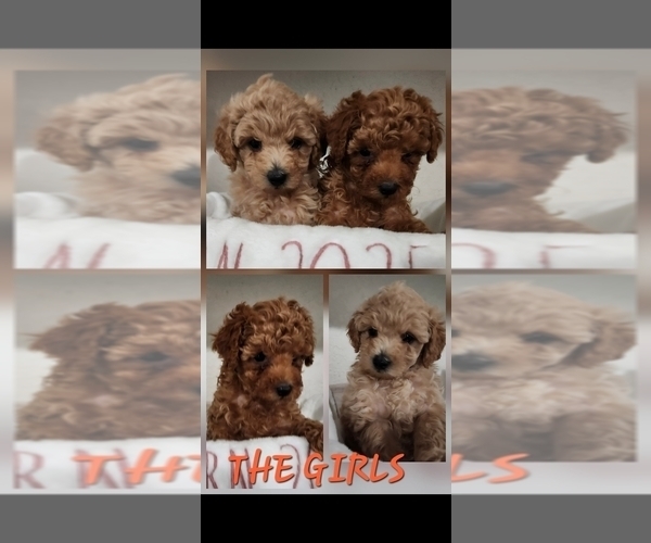 Medium Photo #5 Maltipoo (Miniature) Puppy For Sale in HUDSON, FL, USA