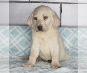 Labrador Retriever Puppy for sale in FREDERICKSBURG, OH, USA