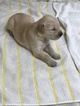 Small Photo #7 Golden Retriever Puppy For Sale in SUFFOLK, VA, USA