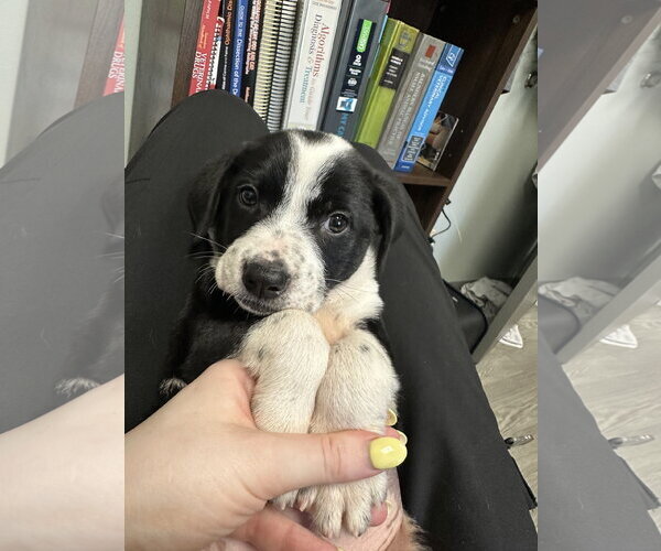 Medium Photo #2 Bearded Collie-Unknown Mix Puppy For Sale in Plainfield, IL, USA