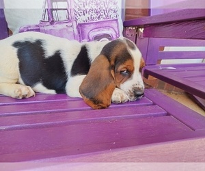 Basset Hound Puppy for sale in CANTON, GA, USA