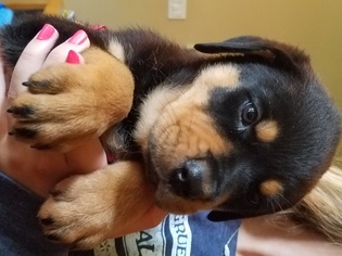 Rottweiler Puppy for sale in HUFFMAN, TX, USA