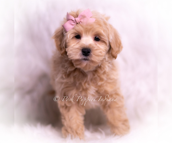 Medium Photo #54 Maltipoo (Toy) Puppy For Sale in WARSAW, IN, USA