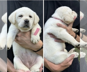 Labrador Retriever Puppy for sale in LEXINGTON, VA, USA