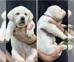 Small Labrador Retriever