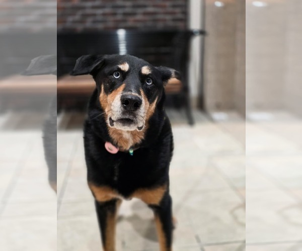 Medium Photo #7 Rottweiler-Siberian Husky Mix Puppy For Sale in Sandy, UT, USA