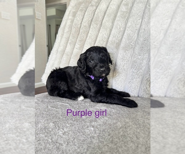 Medium Photo #5 Golden Mountain Doodle  Puppy For Sale in SOMERSET, TX, USA
