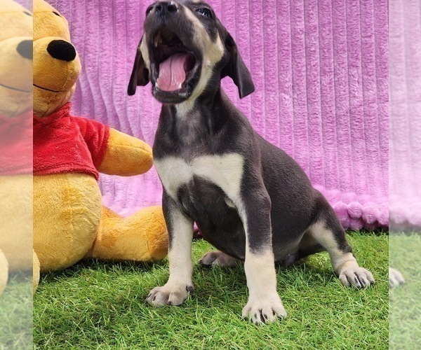 Medium Photo #2 Catahoula Leopard Dog Puppy For Sale in CUMBY, TX, USA