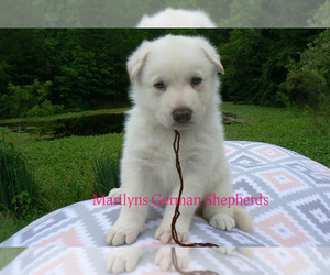 German Shepherd Dog Puppy for Sale in PIEDMONT, Missouri USA