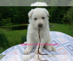 Image preview for Ad Listing. Nickname: Mahogany Teakwo