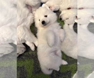 Samoyed Puppy for sale in MORENO VALLEY, CA, USA