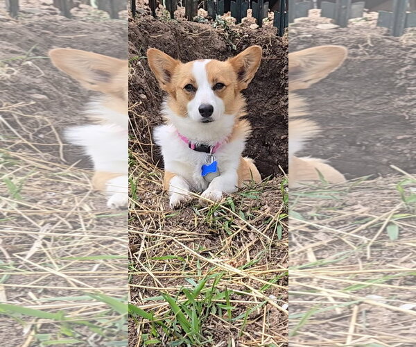 Medium Photo #1 Mutt Puppy For Sale in Denver , CO, USA