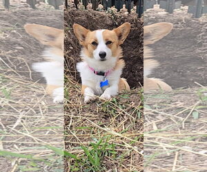 Mutt Dogs for adoption in Denver , CO, USA