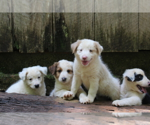 Border Collie-Border-Aussie Mix Puppy for sale in TAYLORSVILLE, NC, USA