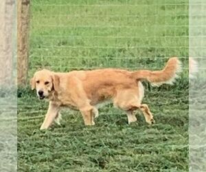 Mother of the Goldendoodle puppies born on 05/24/2025