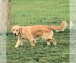 Small Photo #1 Goldendoodle Puppy For Sale in GORDONVILLE, PA, USA
