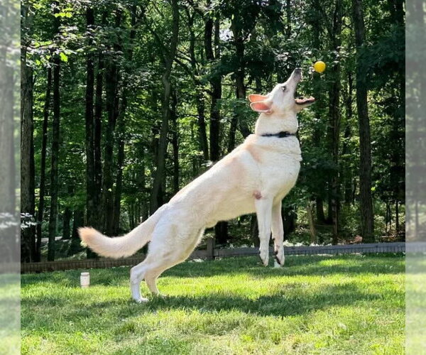 Medium Photo #3 - Mix Puppy For Sale in Hoffman Estates, IL, USA