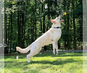 Morris - Male - Mix Dog for Adoption - Photo #3