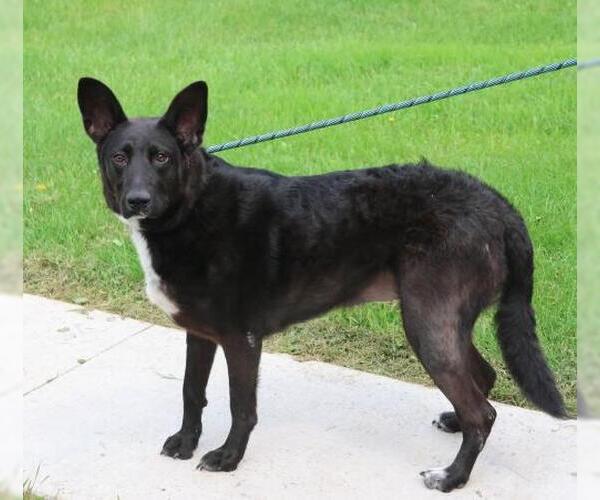 Medium Photo #3 Mutt Puppy For Sale in Thief River Falls, MN, USA