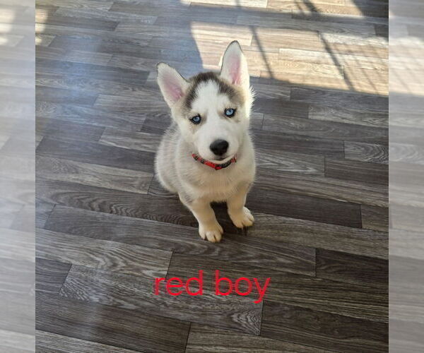 Medium Photo #18 Siberian Husky Puppy For Sale in KING GEORGE, VA, USA
