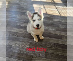 Medium Siberian Husky