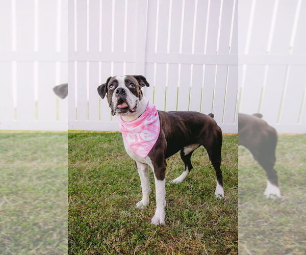 Medium Photo #7 Boxer Puppy For Sale in Austin, TX, USA
