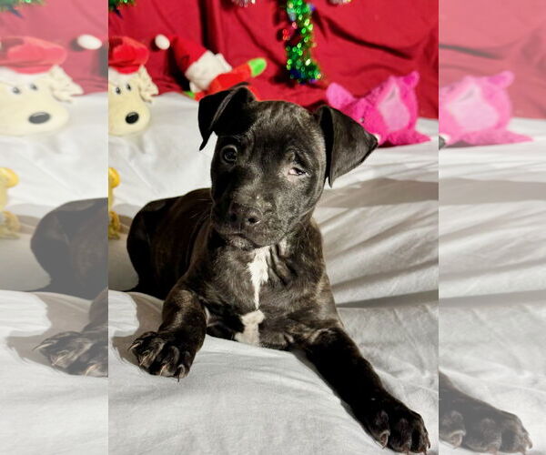 Medium Photo #1 Mutt Puppy For Sale in Tarrytown, GA, USA